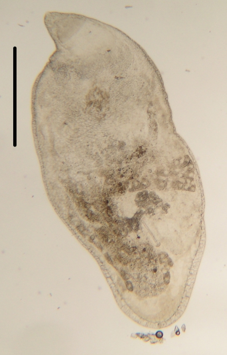 Cystirete graefi (Cystiplanidae, Kalyptorhynchia, Rhabdocoela, Platyhelminthes) Cystirete graefi (Cystiplanidae, Kalyptorhynchia, Rhabdocoela, Platyhelminthes)