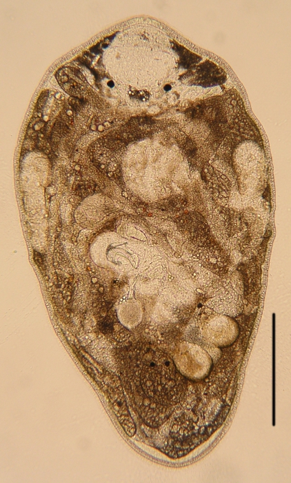 New species of Paraustrorhynchus. (Polycystididae, Kalyptorhynchia, Rhabdocoela, Platyhelminthes) New species of Paraustrorhynchus. (Polycystididae, Kalyptorhynchia, Rhabdocoela, Platyhelminthes)