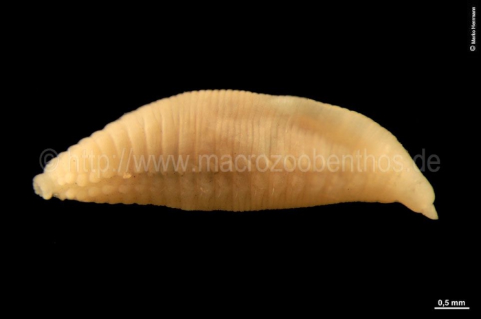 Travisia forbesii Travisia forbesii