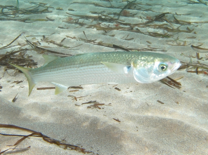 Mugil cephalus Mugil cephalus