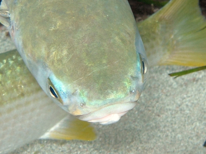 Mugil cephalus Mugil cephalus