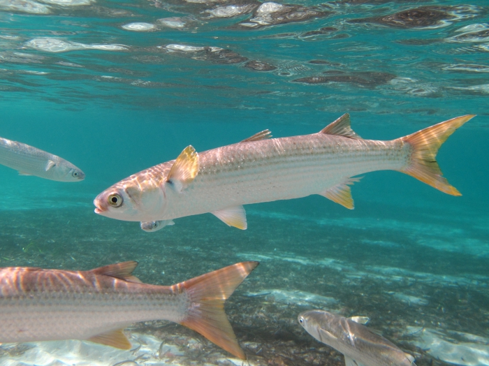 Mugil cephalus Mugil cephalus