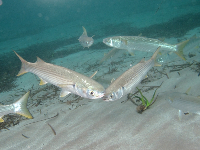 Mugil cephalus Mugil cephalus
