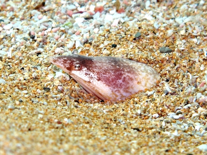 Apterichtus caecus Apterichtus caecus