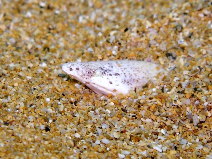 Apterichtus caecus Apterichtus caecus