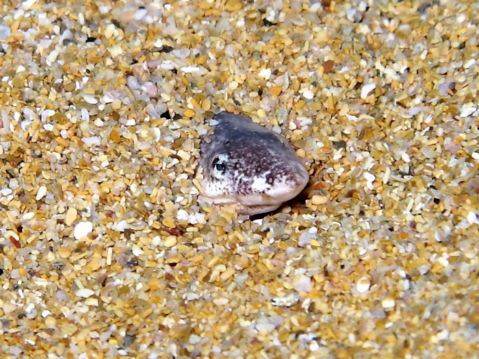 Apterichtus caecus