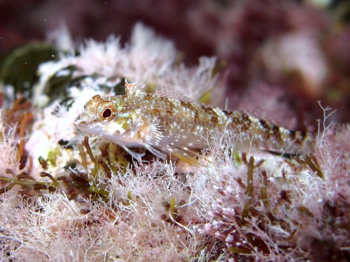 Tripterygion tartessicum