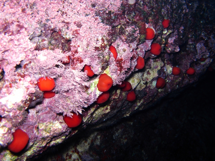 Actinia schmidti Actinia schmidti
