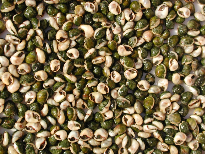 Nassarius kraussianus Nassarius kraussianus