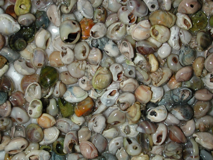 Nassarius kraussianus Nassarius kraussianus