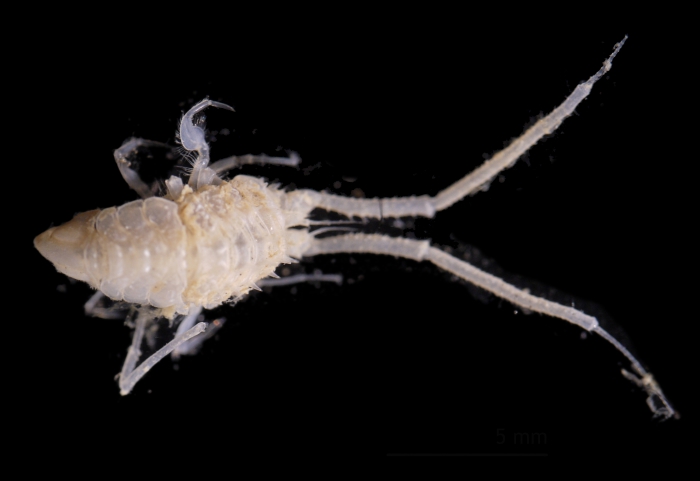 Echinozone Echinozone