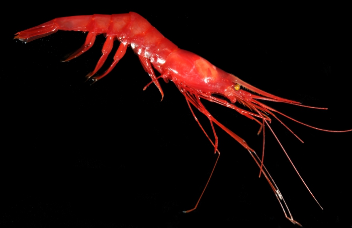 Nematocarcinus lanceopes Nematocarcinus lanceopes