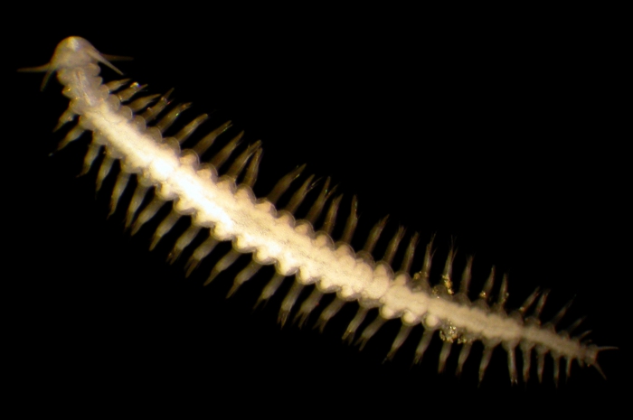 Ophryotrocha langstrumpae Ophryotrocha langstrumpae