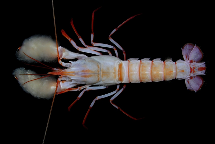 Nephropsis aculeata Nephropsis aculeata