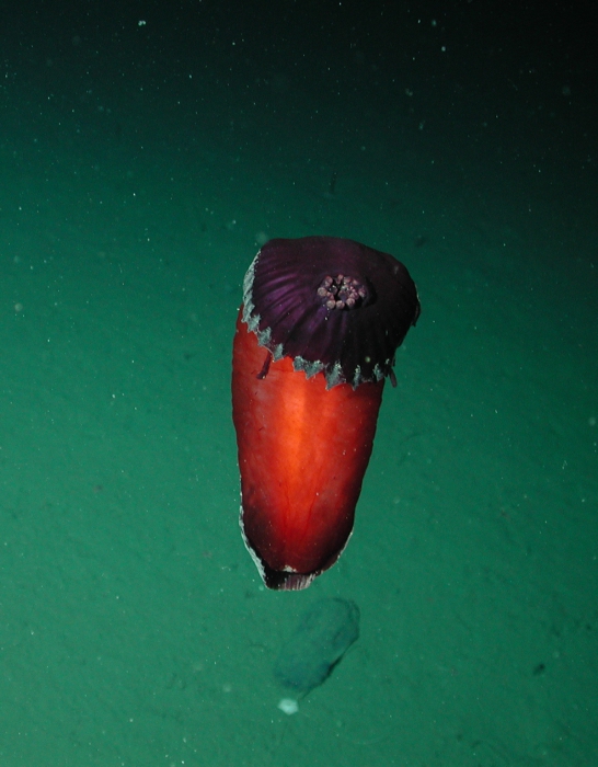 Benthodytes sp.