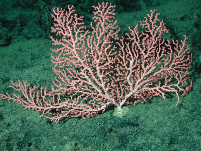 Paragorgia arborea