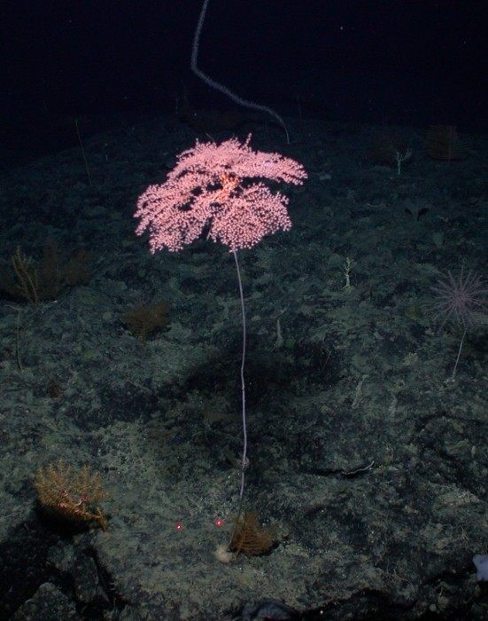 Metallogorgia melanotrichos
