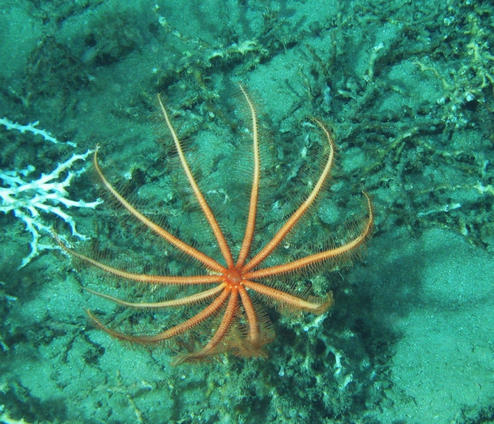 Novodinia antillensis