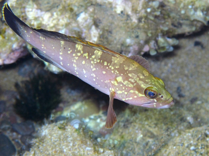 Epinephelus marginatus (juvenile)