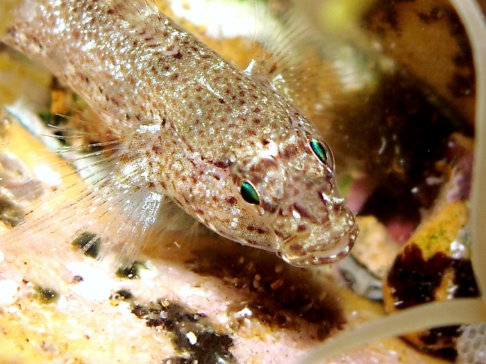 Gobius bucchichi
