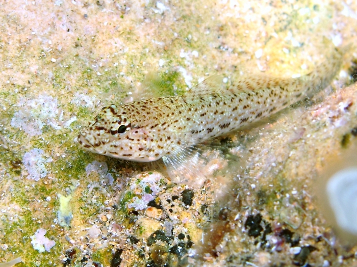 Gobius bucchichi