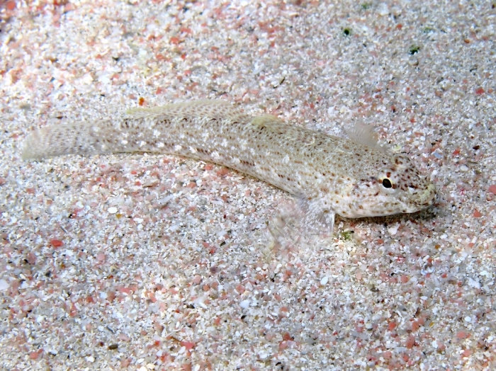 Gobius bucchichi Gobius bucchichi