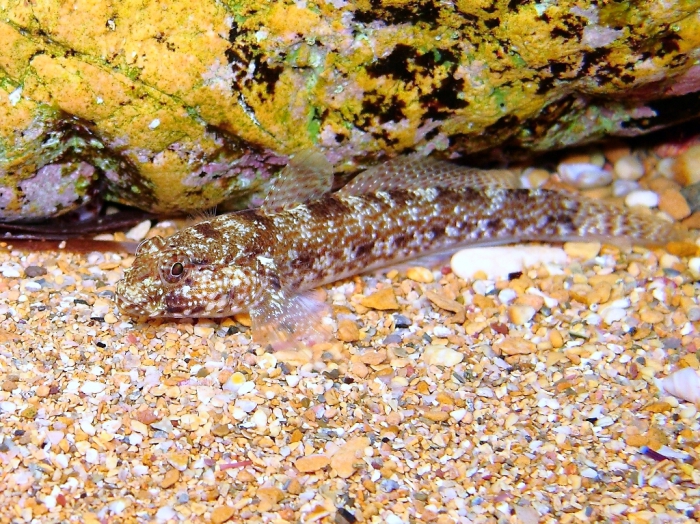 Gobius bucchichi
