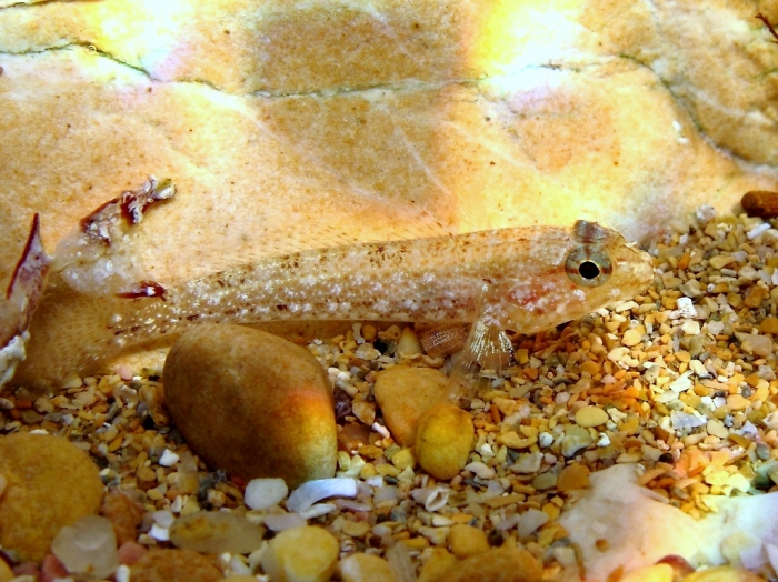 Gobius bucchichi (juvenile) Gobius bucchichi (juvenile)