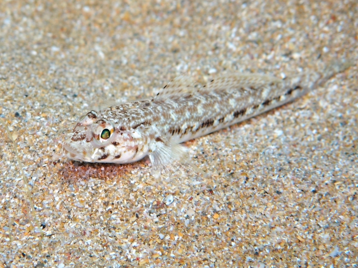 Gobius geniporus (juvenile) Gobius geniporus (juvenile)