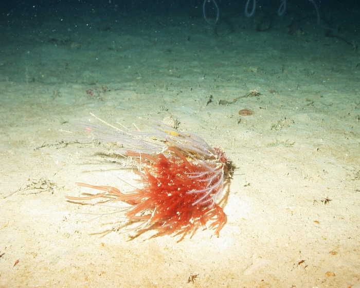 Graciliara blodgettii