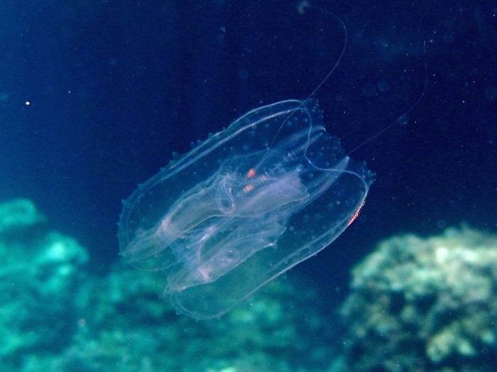 Leucothea multicornis Leucothea multicornis
