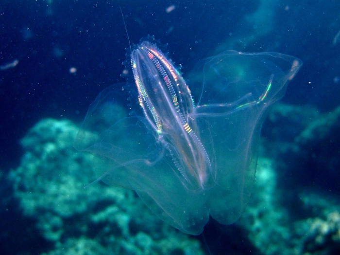 Leucothea multicornis Leucothea multicornis