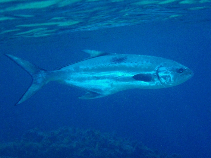 Lichia amia Lichia amia