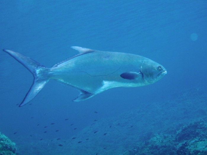 Lichia amia Lichia amia