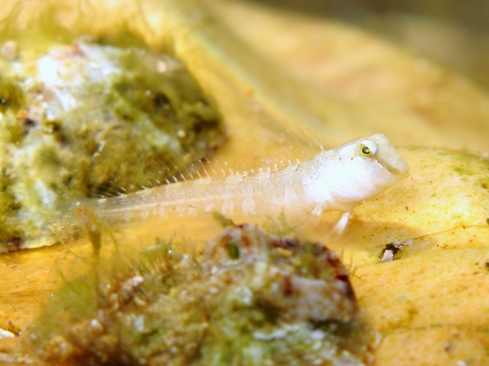 Lipophrys dalmatinus Lipophrys dalmatinus