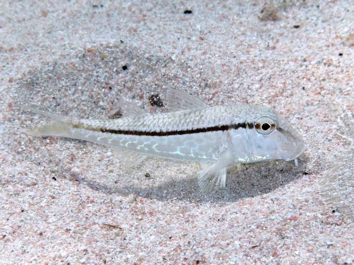 Mullus barbatus Mullus barbatus