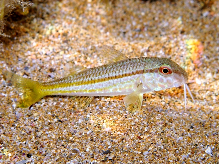 Mullus barbatus Mullus barbatus