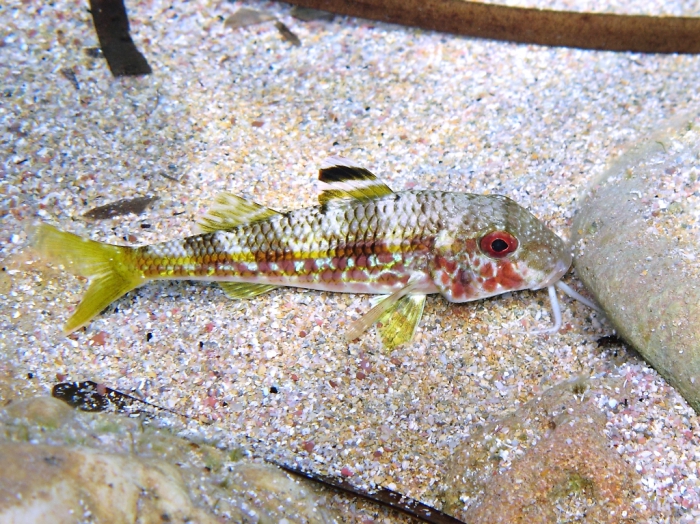 Mullus surmuletus Mullus surmuletus