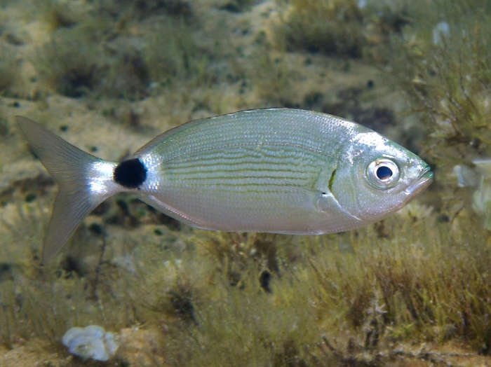 Oblada melanura Oblada melanura