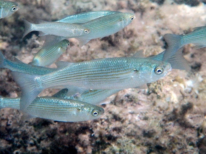 Oedalechilus labeo Oedalechilus labeo