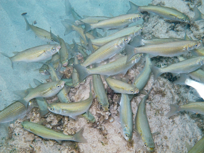 Oedalechilus labeo Oedalechilus labeo