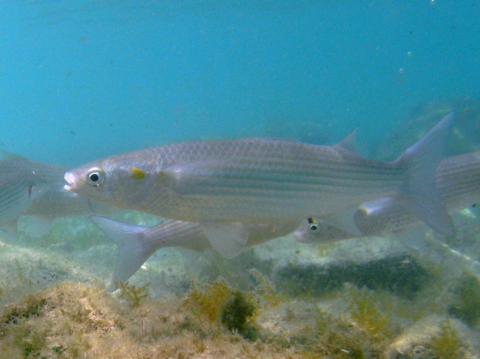 Liza aurata Liza aurata