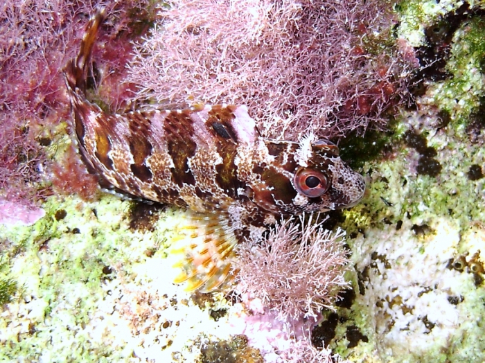 Parablennius gattorugine (juvenile) Parablennius gattorugine (juvenile)