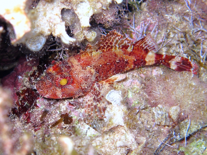 Scorpaena maderensis Scorpaena maderensis