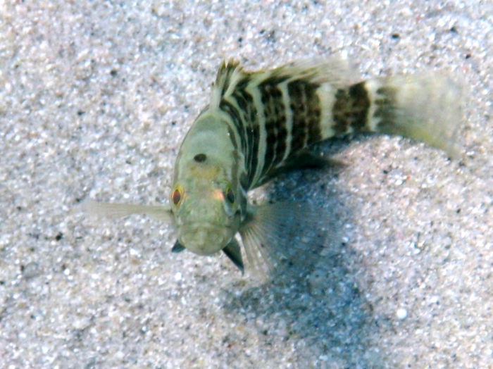 Epinephelus aeneus (juvenile)