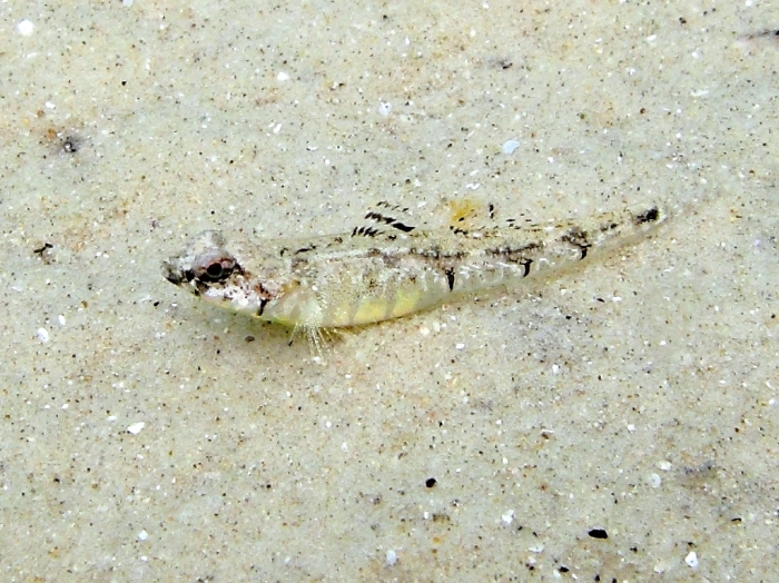 Pomatoschistus bathi (female) Pomatoschistus bathi (female)