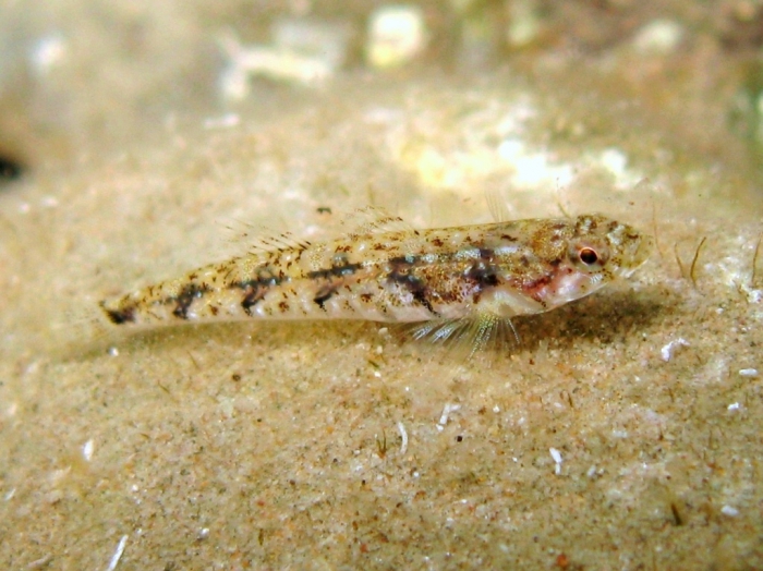 Pomatoschistus bathi Pomatoschistus bathi