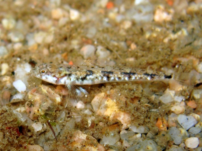 Pomatoschistus bathi Pomatoschistus bathi