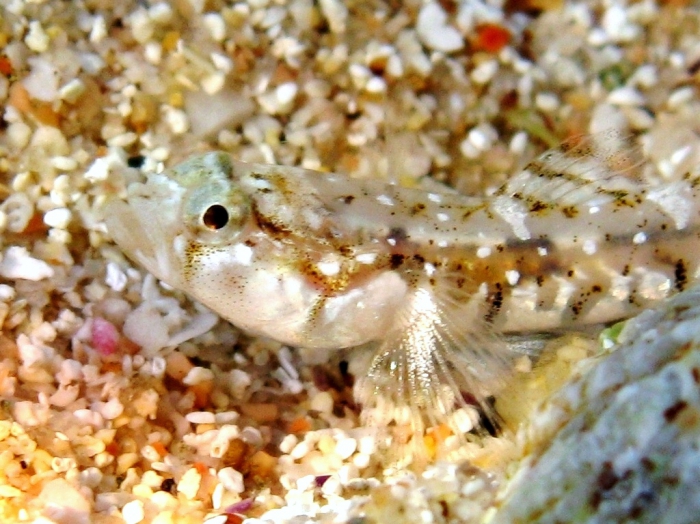 Pomatoschistus bathi Pomatoschistus bathi