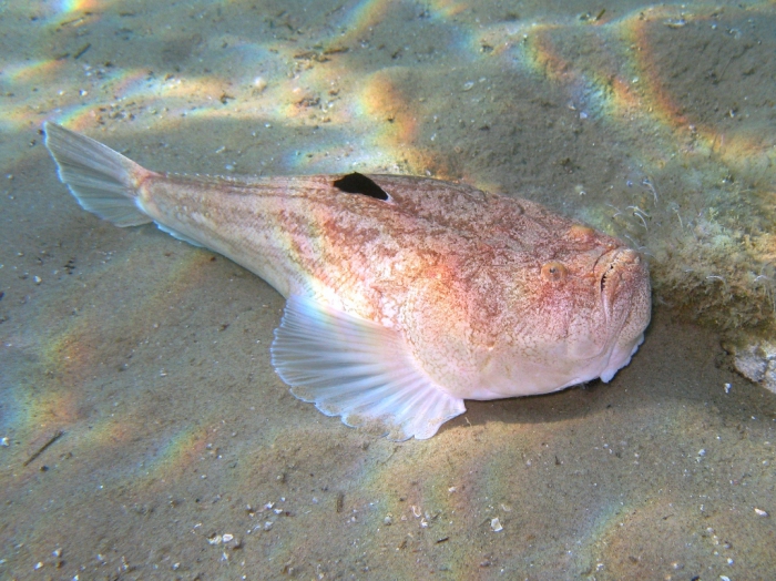 Uranoscopus scaber Uranoscopus scaber